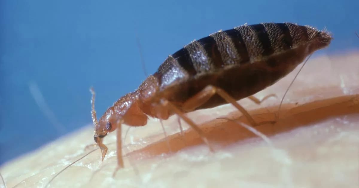 Winter Travel Surge Drives 62% Rise in UK Bed Bug Cases