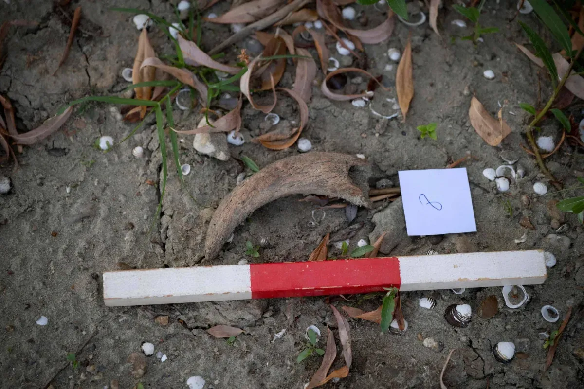 Danube Drought Reveals Ancient Fossils and Wartime Relics, Offering a Climate Warning