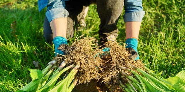 The Civic Art of Dividing Perennials: A Liberal Case for Tending the Common Garden